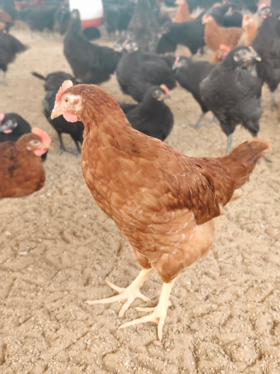 Eggs packed for delivery
