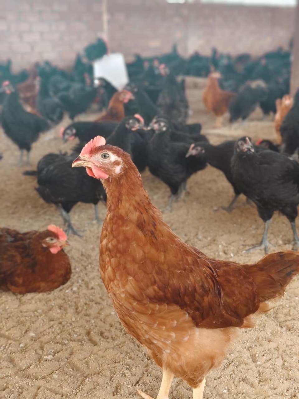 Farm fresh desi eggs packed for home delivery in Jaipur